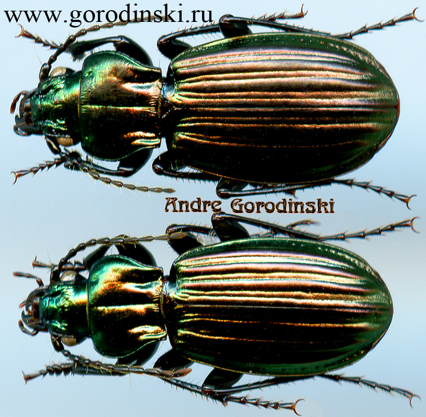 http://www.gorodinski.ru/carabidae/Aristochroa abrupta.jpg